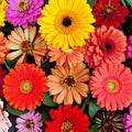 2 Zinnia Plants Live 4 Inch Pot, Flowering Annual Plant for Garden Planting, Bright Zinnia Flowers Starter 4-8 Inch, 2 Plants per Pot