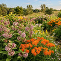 2 Milkweed Live Plants 4–7 Inches Tall, Milkweed Flowering Plants for Garden Beds, Borders or Landscape (Mix Milkweed)