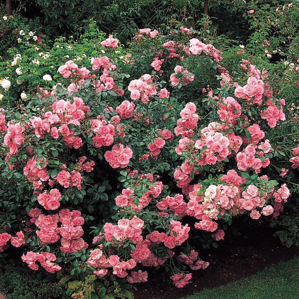 Pink Blossom Climbing Rose Live Plant, Can Grow As Rose Bushes Shrubs, Fragrant Ready to Plant, Starter Size, 5 to 10 Inc Tall, Dormant in Winter