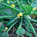 Zucchini Squash Plant Live 4'' Pot, Starter Vegetable Plant for Garden Planting, Outdoor Plant for Backyard, Raised Beds or Patio Containers