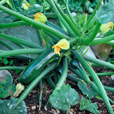 Zucchini Squash Plant Live 4'' Pot, Starter Vegetable Plant for Garden Planting, Outdoor Plant for Backyard, Raised Beds or Patio Containers