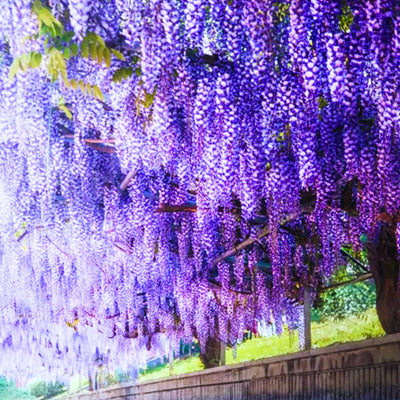 Pack 2 Purple Wisteria Live Plants for Planting, Wisteria Trees Live Plants 6 to 12 Inches Height, in Pots, Purple Wisteria Vine
