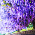 Set 3 Purple Wisteria Live Plants, 6 to 12 Inches Height, in Pot, Wisteria Vine Live Plants for Planting