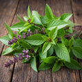 Basil Plant Live in 4'' Pot, Fragrant Basil Herb for Container, Patio or Indoor Growing, Fast Growing, Ready to Grow Herbs