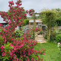 Pink Weigela Flowers Plant, Live Weigela Flowers Plant, 4 Inches Pot, Starter Plant for Outdoor Patio, Container