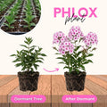Soft Pink Phlox Plant Live 3-5" Tall, Phlox Live Plant, Flowering Perennial for Garden and Borders, No Pot