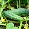 4 Green Cucumber Plants Live, 4 Inches Pot, Live Cucumber Plants from 6 to 8 Inches Long, Cucumber Starter Plants, Cucumber Live Plants for Garden