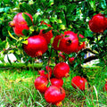 3 Pomegranate Trees Live Plants Cold Hardy, Large Sweet Fruit Pomegranates Plants Well-Rooted, 5-9 Inches Tall, No Pot