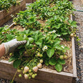 Set 10 Strawberry Bare Roots, Strawberry Plant Live, 5 to 7 Inc Tall, Fruit Garden (White)