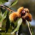 Chestnut Tree Live Plant, Shade Nut Tree, 1-2 Ft Tall
