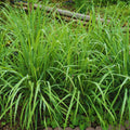 6 Lemon Grass Live Plants Stalks, Lemongrass Plant, Perennial Herb Plants, Well Rooted Between 5 and 7 inches Long