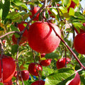 Apple Tree Live Plant, 2 to 3 Feet Tall, Apple Tree Plant for Planting, Apple Fruit Trees Indoor Outdoor