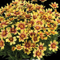Sunset Coreopsis Plant Live, 3-5 Inch Tall, Hardy Yellow Tickseed Flower Plant for Outdoor Gardens, No Pot