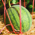 2 Watermelon Plants Live, Sweet Fruit Plant, 4 to 6 Inc Tall, Live Watermelon Plant Pot