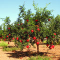 Sweet Red Pomegranate Tree Live Plant Starter Size Seedling in 4" Pot, 1 Year Old Pomegranates Plant for Indoor Outdoor Spring Growing