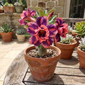 3 Mixed Desert Rose Live Plants 4-6” Tall, Rare Adenium Obesum, Indoor Outdoor Flowering Houseplants
