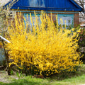 Forsythia Plant Live, Lynwood Forsythia Bush Live Plant in 4 Inches Pot, Yellow Flowering Shrub for Outdoor Garden, 4 to 7 Inches Tall
