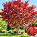 Sassafras Live Tree, 1-2 Feet Tall, Deciduous Landscape Tree