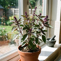 Basil Plant Live in 4'' Pot, Fragrant Basil Herb for Container, Patio or Indoor Growing, Fast Growing, Ready to Grow Herbs