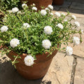4 Portulaca Plants Live, Moss Rose Flower Plant for Outdoor Garden, Ground Cover Plant for Patio Containers, Borders or Landscape 4-7 Inches (White)