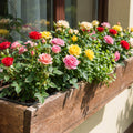 Random Mini Rose Plant Live in 4 Inch Pot, Miniature Rose Flower Plant for Indoor Outdoor Garden, Patio and Home Decor, 4-6 Inches