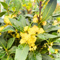 Bay Leaf Plant, Bay Laurel Tree Live Plant, 1 Year Old Laurus Nobilis, 8"-10" from Bottom Pot, Fragrant, Zone 8-11 for Indoor Outdoor Planting