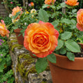 Orange Mini Rose Plant Live in 4 Inch Pot, Miniature Rose Flower Plant for Indoor Outdoor Garden, Patio and Home Decor, 4-6 Inches