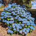 Winter Hardy Pink Shades to Blue Purple Hydrangea Bush Tree Live Shrub Plant, 6-12" Blue to Smooth Pink to Purple Blooms, Established Roots, Dormant, No Leaf