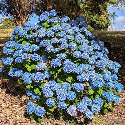 6"-1 Feet Blue to Pink Hydrangea Bush Plant Tree Live Shrub, Dormant, Starter Plant, Change Color, Cold Hardy Variety