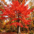 Sassafras Tree, Outdoor Landscape Shrub, 1-2 Ft Tall