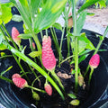 2Pcs Awapuhi Shampoo Ginger Roots, Zingiber Zerumbet Pinecone Ginger Live, Fresh Ginger Rhizomes to Grow Home Garden