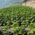 2 Cucumber Plants Live, Live Green Cucumber Plants, 3 to 5 Inches Tall, 4 Inches Pot, Cucumber Live Plants, Cucumber Seedling Plants for Growing
