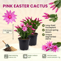 Pink Easter Cactus Live Plant, Hardy Perennial Easter Cactus, Vibrant Pink Blooming Spring Cactus, Indoor Houseplant, Flowering Holiday Cactus, 4–6 Inch Tall