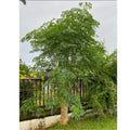 2 Malunggay Plants Moringa Oleifera Trees Live Plant for Planting, Drumstick Horseradish, 6 to 8 Inches in Tall