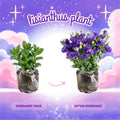 Purple Lisianthus Live Plant 3-5" Tall, Eustoma Lisianthus Flowers Plant, Purple Blooming Flower for Outdoor and Indoor Growing, No Pot