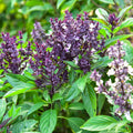 2 Basil Herb Plants in 4 Inch Pot, Live Basil Plant for Gardening, Compact Herb for Indoor Outdoor Containers, 4-6 Inches Starter Plants