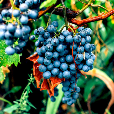 Concord Grape Vine, 1-2 Year Old, Live Grape Fruit Plant Live, Cold Hardy Grape Tree