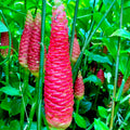 5 Shampoo Ginger Rhizomes, Live Awapuhi Ginger Roots for Planting, Zingiber Zerumbet Pinecone Ginger