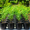 2 Moringa Trees Plants Live for Planting, Moringa Oleifera, Malunggay Well Rooted, 6 to 10 Inches Tall, No CA