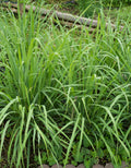 8 Lemongrass Plants Stalks Herb Size 5-9" in Tall, Perennial Lemon Grass Plant, Well Rooted for Planting Indoor Outdoor, No Pot