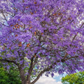 Jacaranda Tree Plant Live, Purple Jacaranda Mimosifolia Tree 6-9 Inches Potted, Ornamental Tree for Outdoor Garden