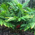 2Pcs Awapuhi Shampoo Ginger Roots, Zingiber Zerumbet Pinecone Ginger Live, Fresh Ginger Rhizomes to Grow Home Garden