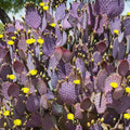 Purple Prickly Pear Cactus Plant Live, 3 Inc Pot, Prickly Pear Cactus Live Plant, 3 to 5 Inc Tall, Hardy Succulent Plants Garden