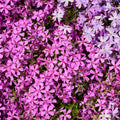 Pink Creeping Phlox Plant Live in Pot, Perennial Growing, Size 3-6" in Tall Groundcover Spring Blooms