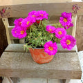 4 Portulaca Plants Live, Moss Rose Flower Plant for Outdoor Garden, Ground Cover Plant for Patio Containers, Borders or Landscape 4-7 Inches (Pink)
