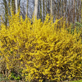 Lynwood Forsythia Plant Live, Gold Forsythia Shrub Well Rooted from 4 to 7 Inches Height, Fragrant and Vibrant Yellow Lynwood Bush, 4 Inches Pot