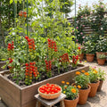 Cherry Tomato Live Plants, 2 Plant Per Pot, Tomato Plant 5-8" Tall