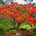 Red Flamboyant Tree Live Plant, 3 Months Old Seedling Royal Poinciana Tree for Planting, Hardy, Dormant in Winter, Jacaranda Like