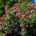 Set 2 Pink Oleander Plant, 4-8" Tall, Pink Oleander Flower Plants Live Starter, Flower Plant for Outdoor Garden and Landscape Planting
