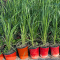 8 Lemongrass Plants Stalks Herb Size 5-9" in Tall, Perennial Lemon Grass Plant, Well Rooted for Planting Indoor Outdoor, No Pot